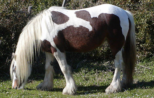 Corsican Horse